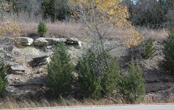 Red cedars and small tree with last leaves of fall in front of outcrop; limestone at top of hill has several lage blocks falling away.