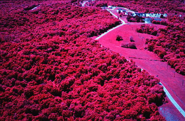 color-infrared aerial photo of upland study forest