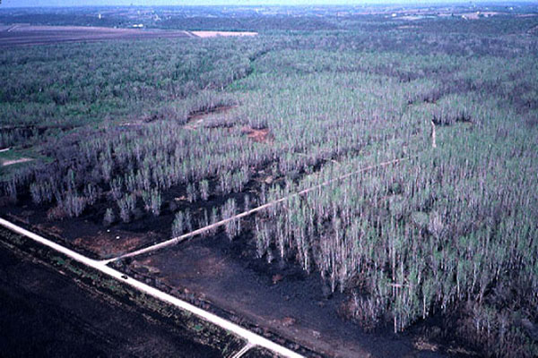 photo of bottomland study forest