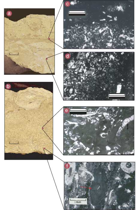Six photos; two are of polished rock samples, light tan in color; four are black-and-white thin sections.