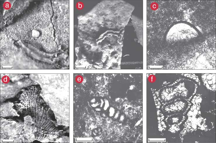 Six black and white photos of fossils.