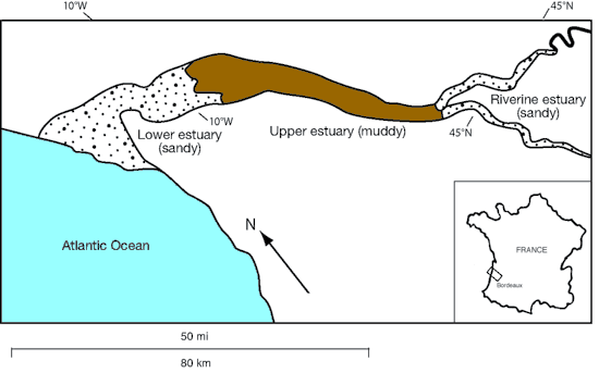 Lower, upper, and riverine estuaries shown as an example from southwest France.