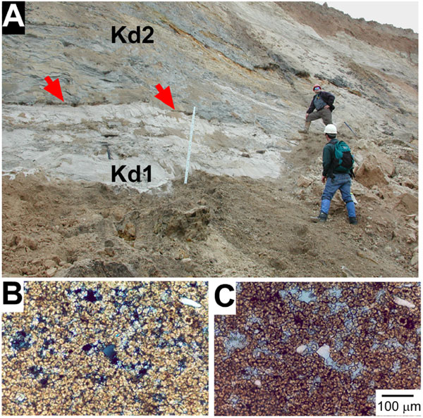 Color photo of outcrop in cement quarry and two photomicrographs.