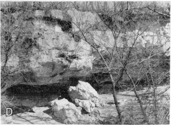 Black and white closeup of chert nodules in limestone.