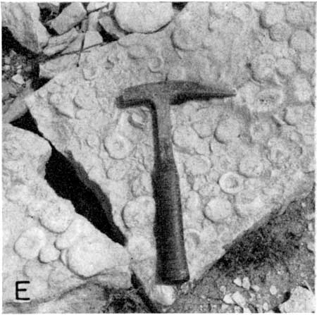Black and white photo of algal bed, rock hammer for scale.