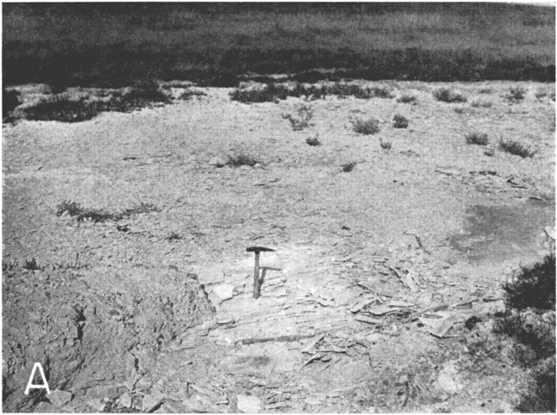 Black and white photo of Smoky Hill chalk member of the Niobrara formation.