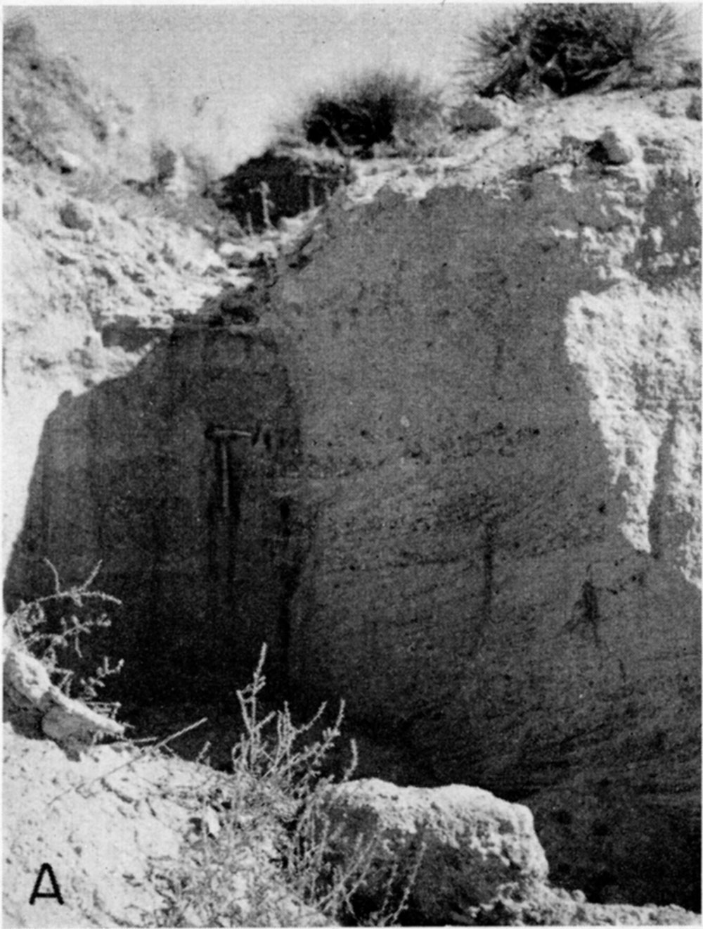 black and white photo of outcrop showing cross bedding