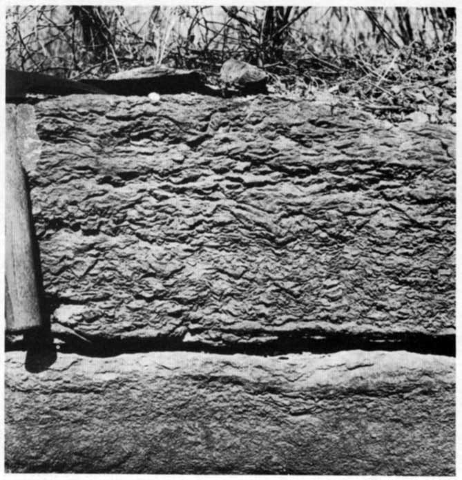 Black and white photo of very rectangular outcrop, about 1 foot high.
