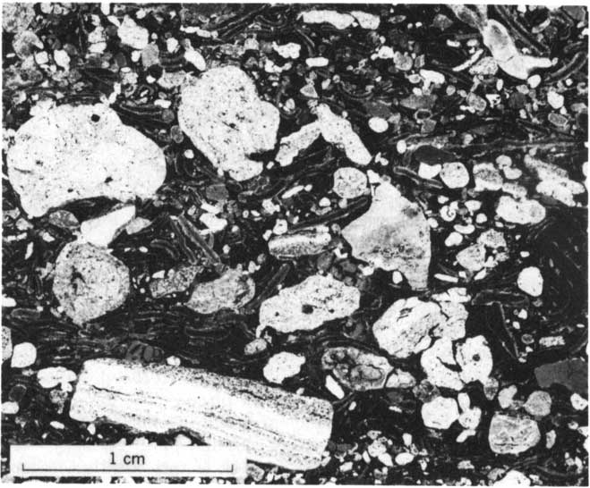 close up black and white photo of conglomeratic limestone