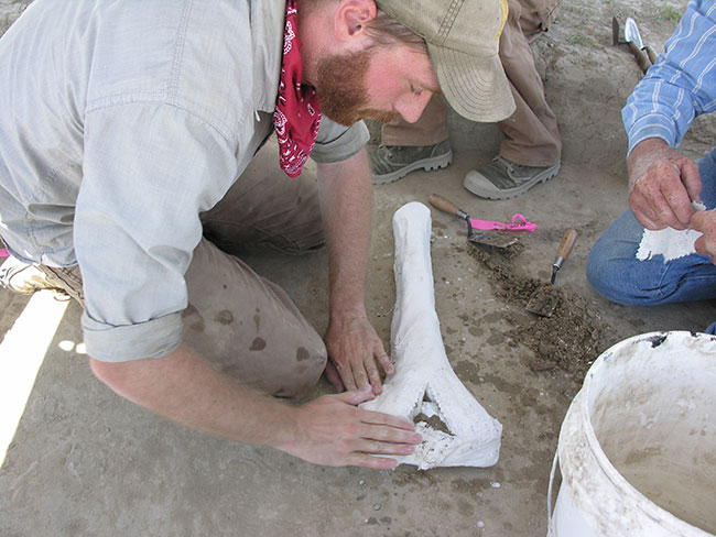 Worker protecting fossil with plaster cast.