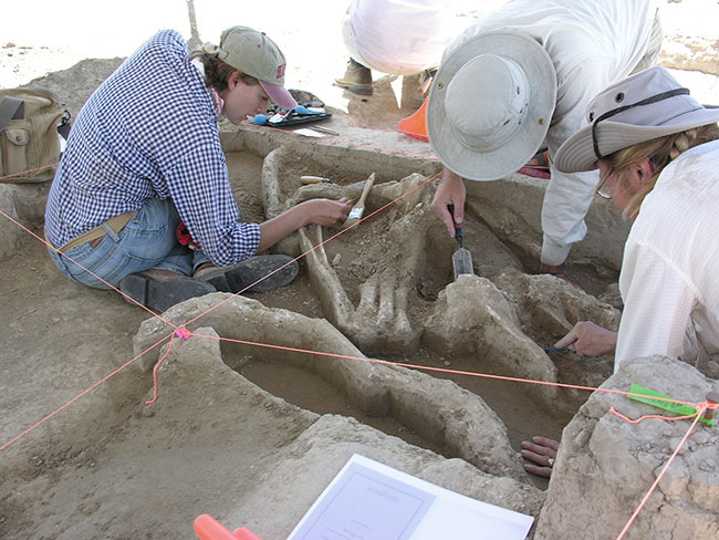 Workers extracting fossils with brushes, trowels.