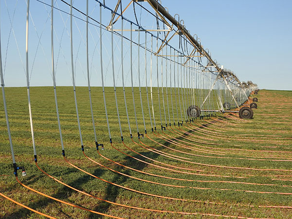 Photo of a drip irrigation system.