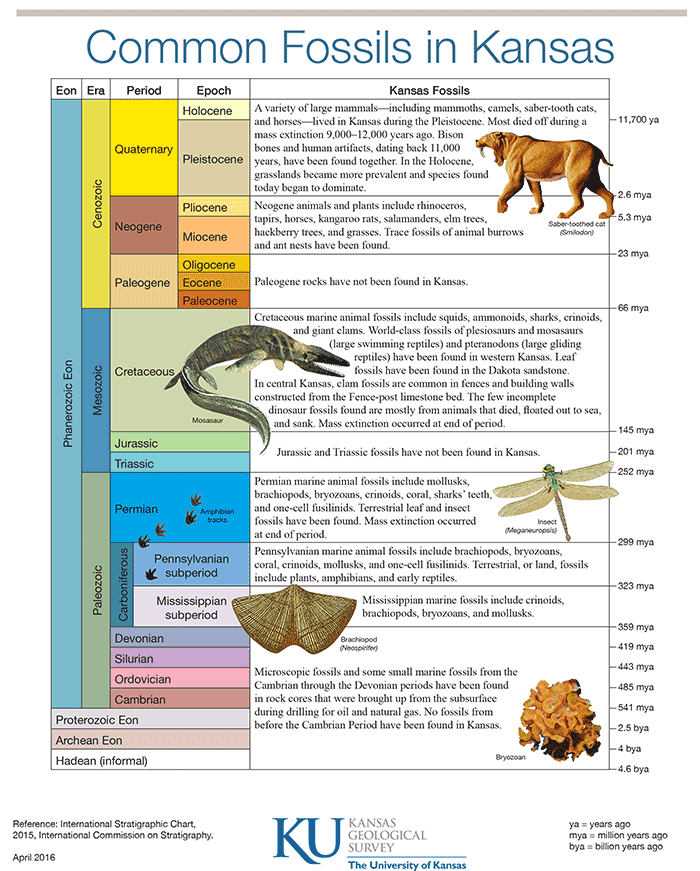 Common Fossils in Kansas