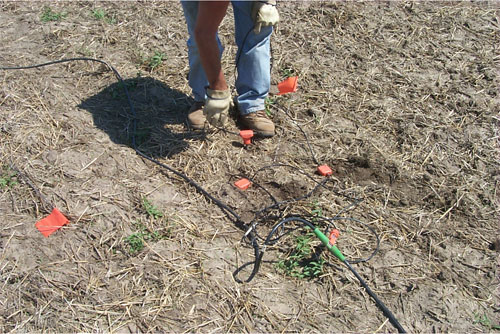 photo of geophones in ground and worker adjusting cable