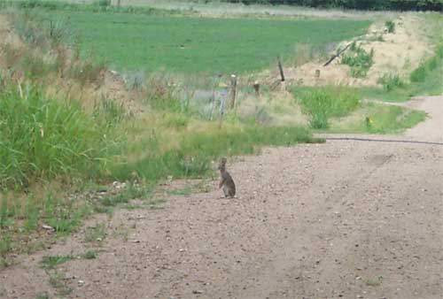 rabbit on dirt road