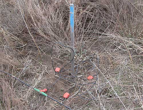 Three geophones around stake marked with blue paint; dried 1-2 foot grasses; geophones attached to geophone cable