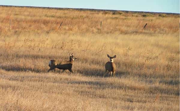 photo of two deer on grassy hillside; grass is tall but in winter brown