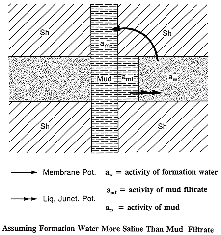Membrane and Liquid Junction Potentials.