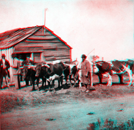 1867 Photo of oxen in Tonganoxie, Kansas