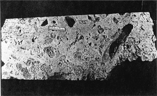 Black and white photo of core sample.