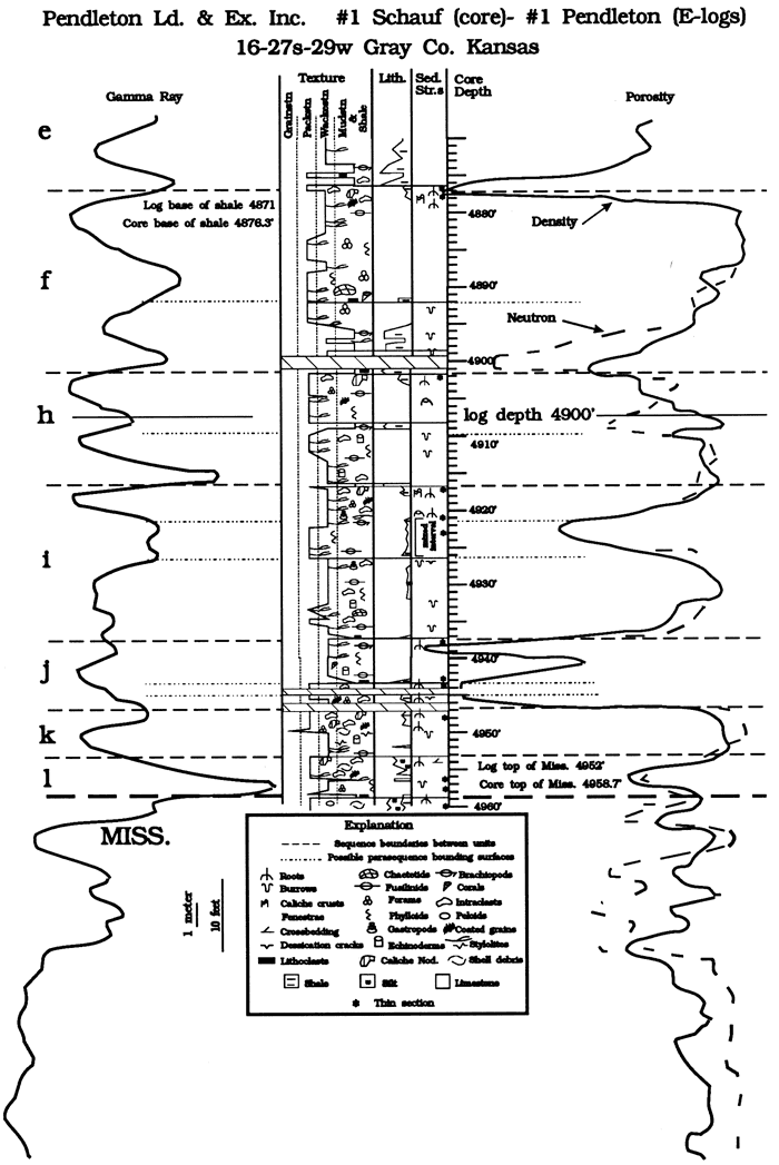 Core description and gamma ray/porosity logs from part of Schauf 1 well.