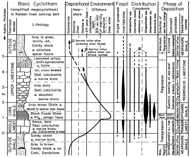 Stratigraphic chart of cyclothem, with depositional environment, fossil distribution, and depositional phase shown.