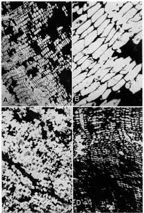 3 black and white photomicrographs of Mineral coal