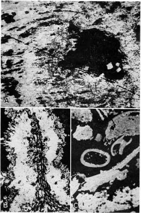 3 black and white photomicrographs of Mineral coal