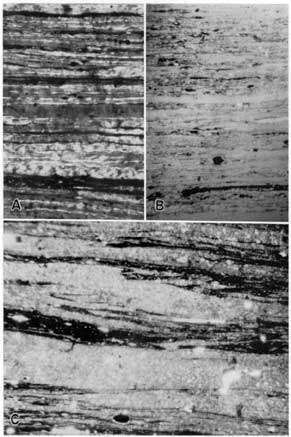 3 black and white thin sections from Bevier and Mineral coals