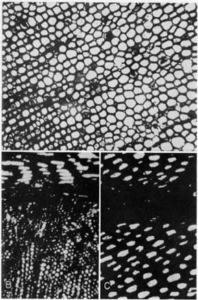 3 black and white thin sections from Bevier and Mineral coals