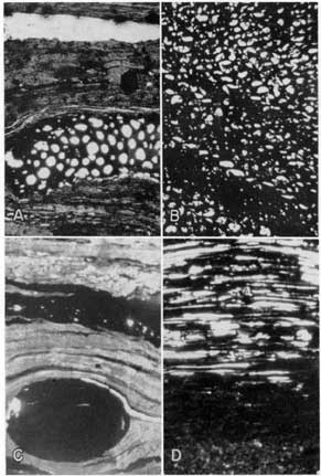 4 black and white thin sections from Mineral coal