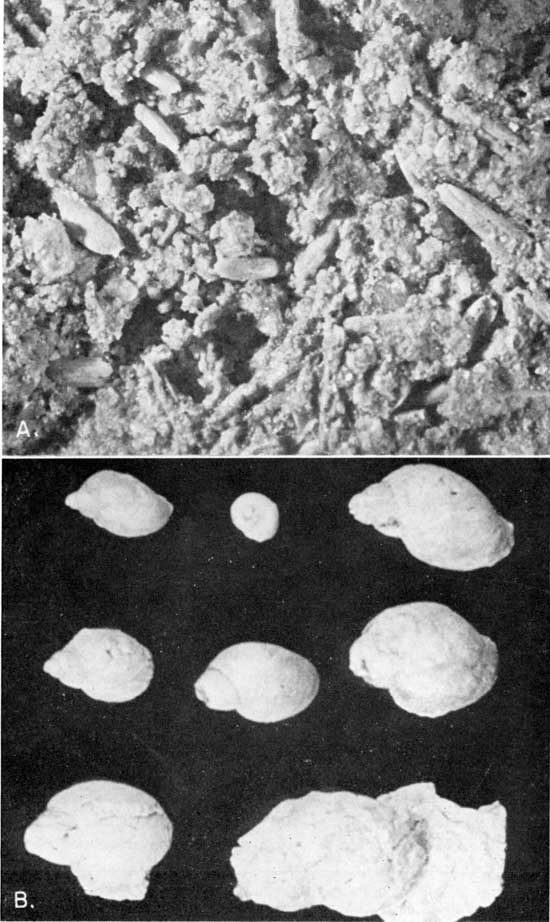 Two black and white photos showing closeups of Stipidium in the rock martix and casts of fossil snails.