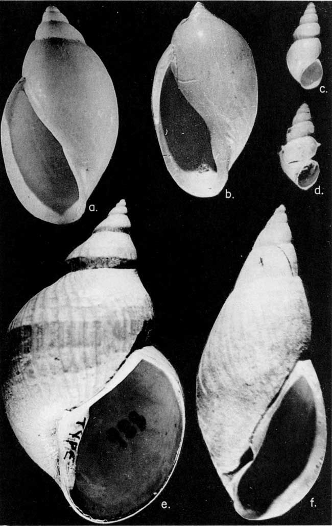 Black and white photo of fossil mollusks from Ogallala formation.