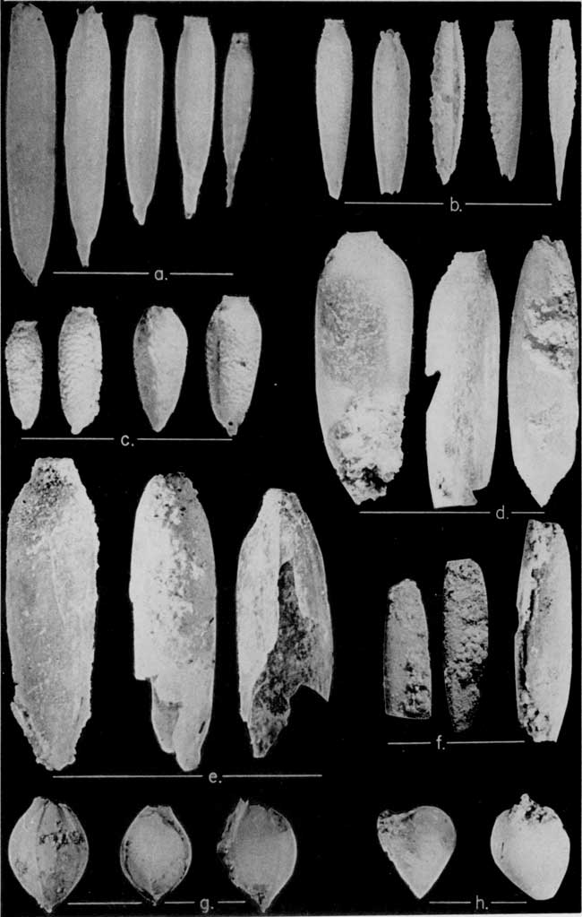 Black and white photo of fossil seeds from Ogallala formation.