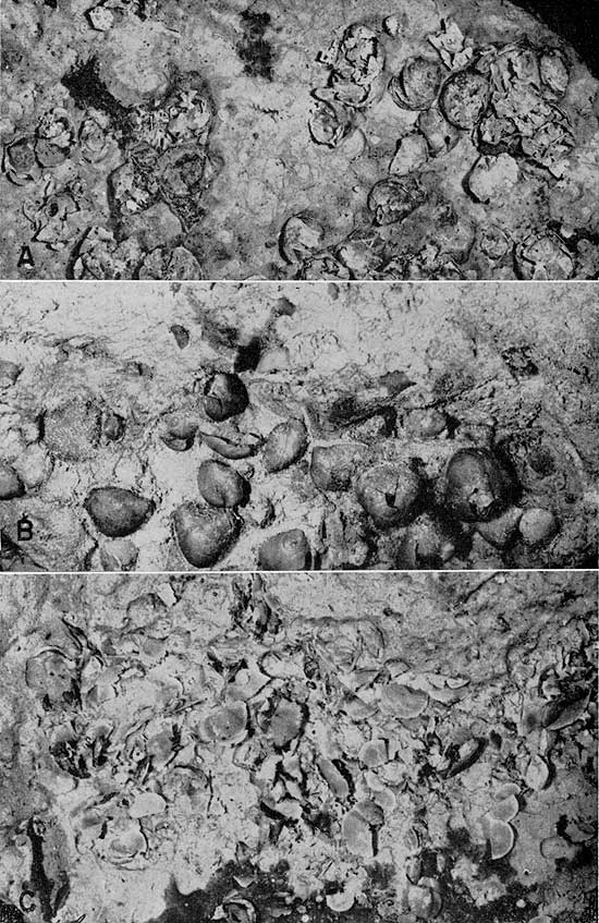 Four black and white photos showing samples in detail.