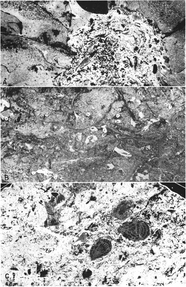 Three photomicrographs of limestones.