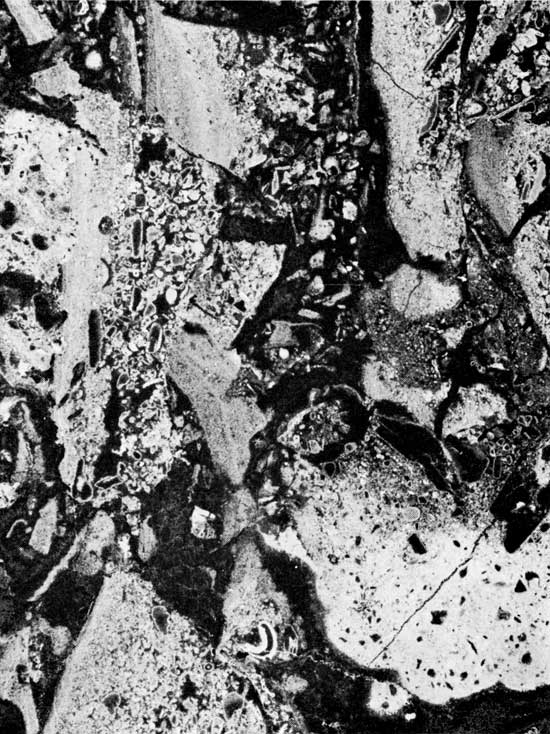 One black and white micrograph.