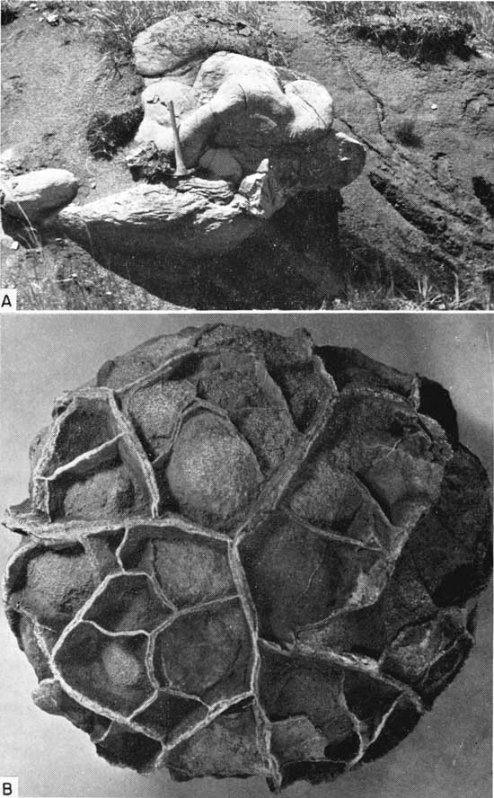 Two black and white images of concretions, top is of warty concretion and bottom is of septarian concretion.
