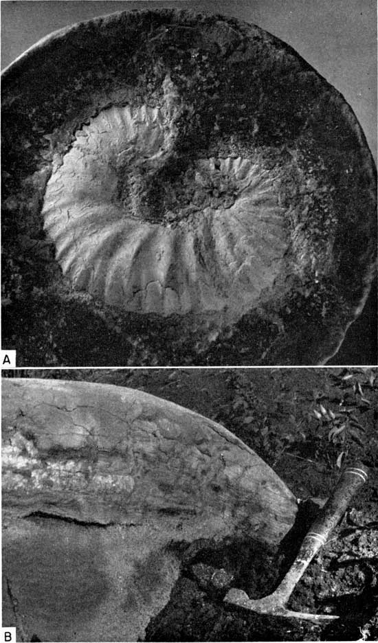 Two black and white images of concretions, top contains a fossil Scaphites.