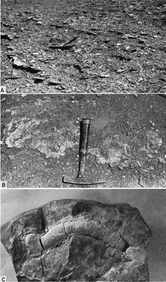 Three black and white photos; top is of fossil fragments littering surface, rock hammer for scale; seconf is of closeup of Inoceramus cuvieri in rock; third shows clay-ironstone concretion.