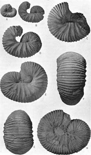 Eight views of Scaphites carlilensis Morrow.