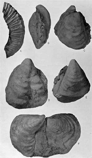 One view of Prionocyclus wyomingensis; five views of Inoceramus flaccidus.