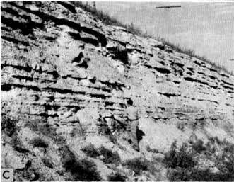 Black and white photo of roadcut; man looking at lower beds; 12 feet or so of many foot-thick horizontal beds.