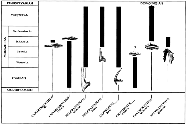 Chart shows bands for each fossil illustrating the zones of occurrence.