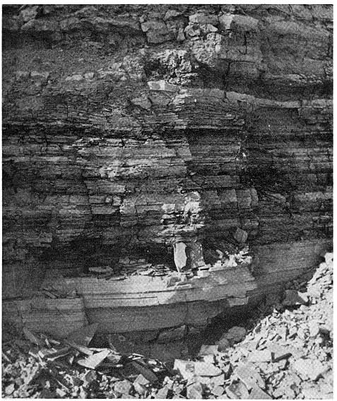 outcrop is about 6 feet high; many thin beds above more massive bed