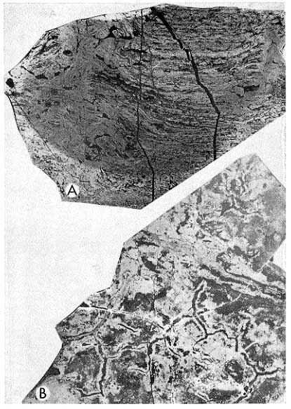 Two black and white close-ups, features described in caption. Scanned at same scale as in book.