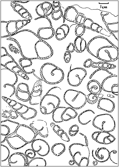 drawing of gastropod accumulationn
