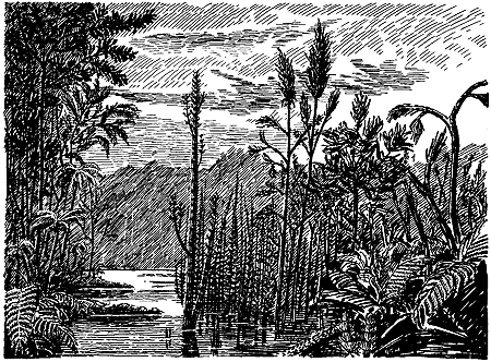 Pen-and-ink drawing, standing water, tall ferns and tree-like plants.