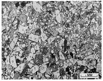 black and white photomicrograph described in text