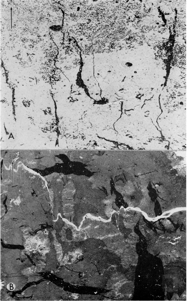 Two negative peel prints of Denker and Bartosovsky core.